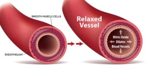 Diagram comparing nitric oxide vasodilation verses vasoconstriction showing how nitric oxide affects blood vessel functions and blood flow
